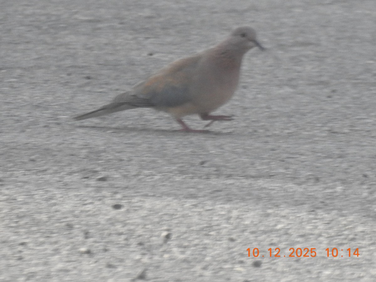 Laughing Dove - ML647141642