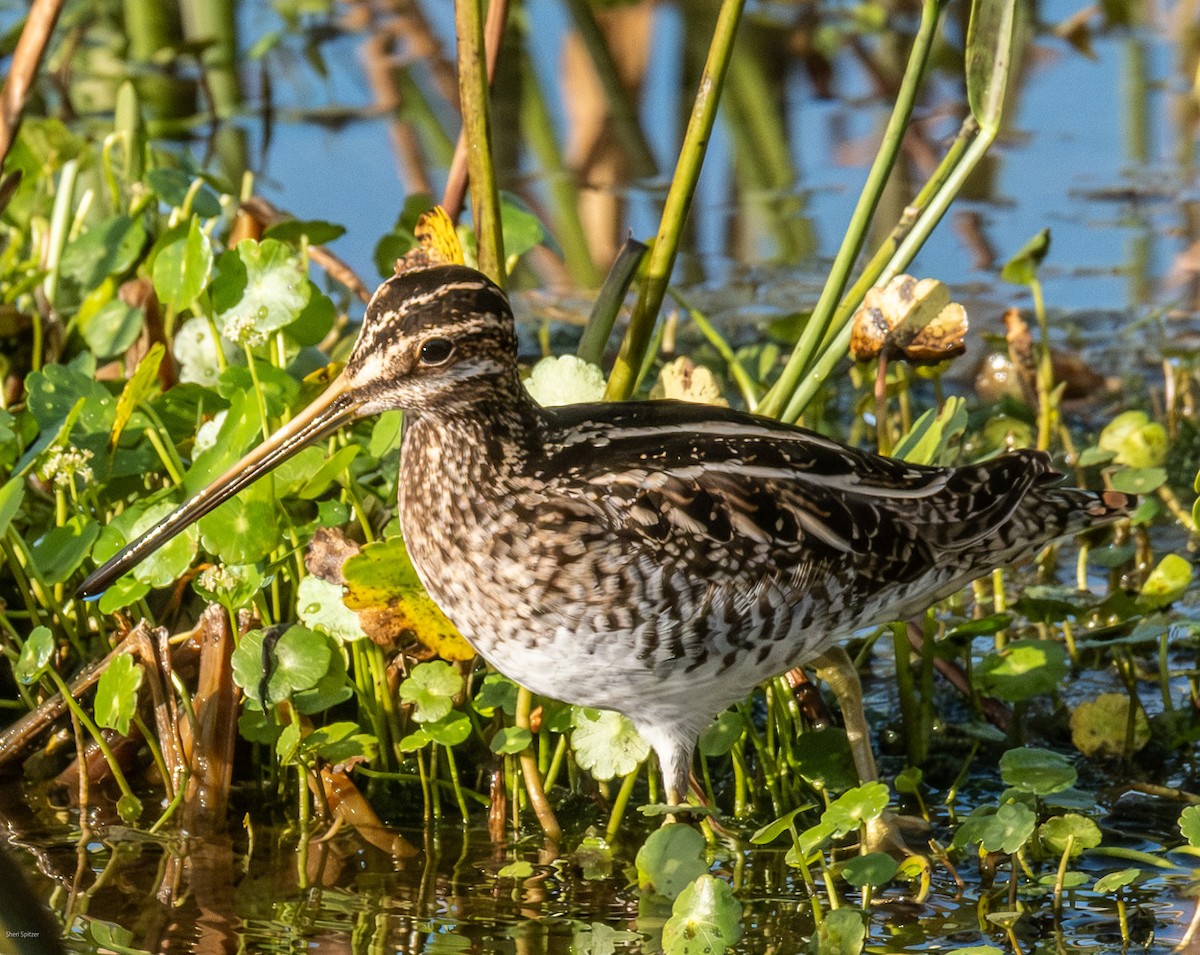 Wilson's Snipe - ML647141689