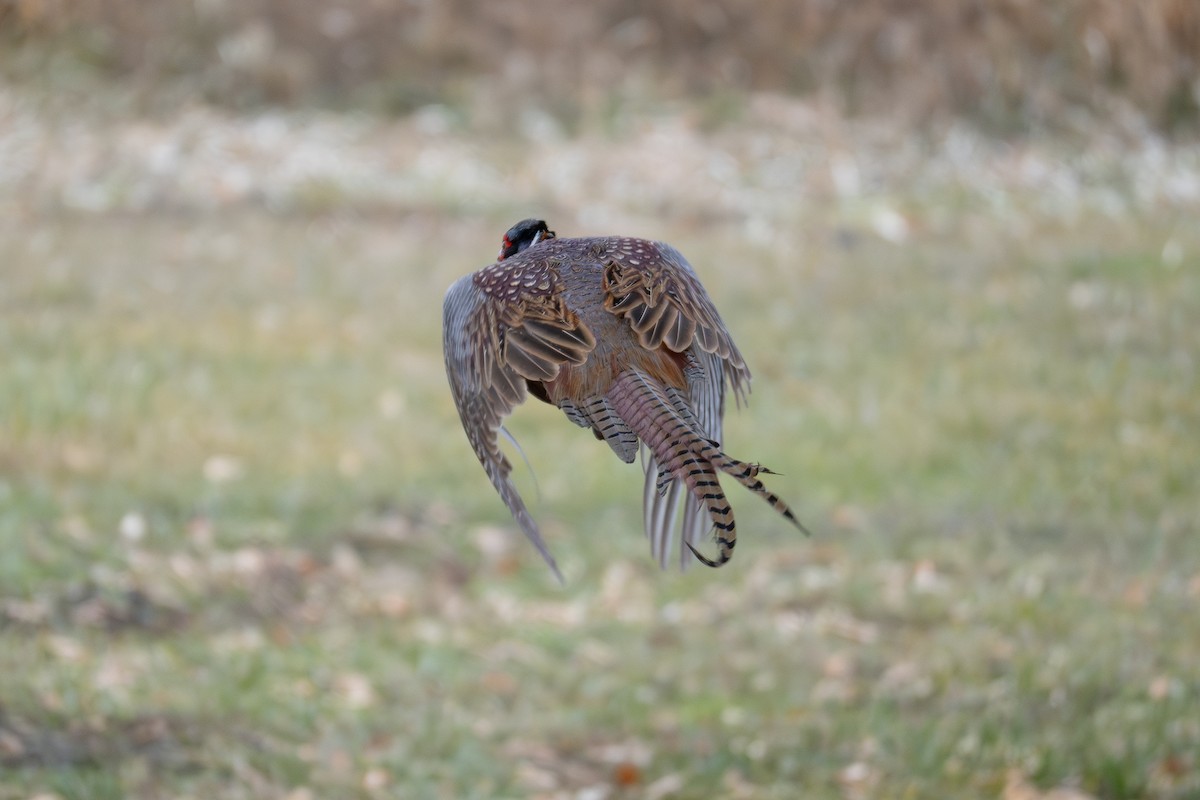 Faisan de Colchide - ML647141690