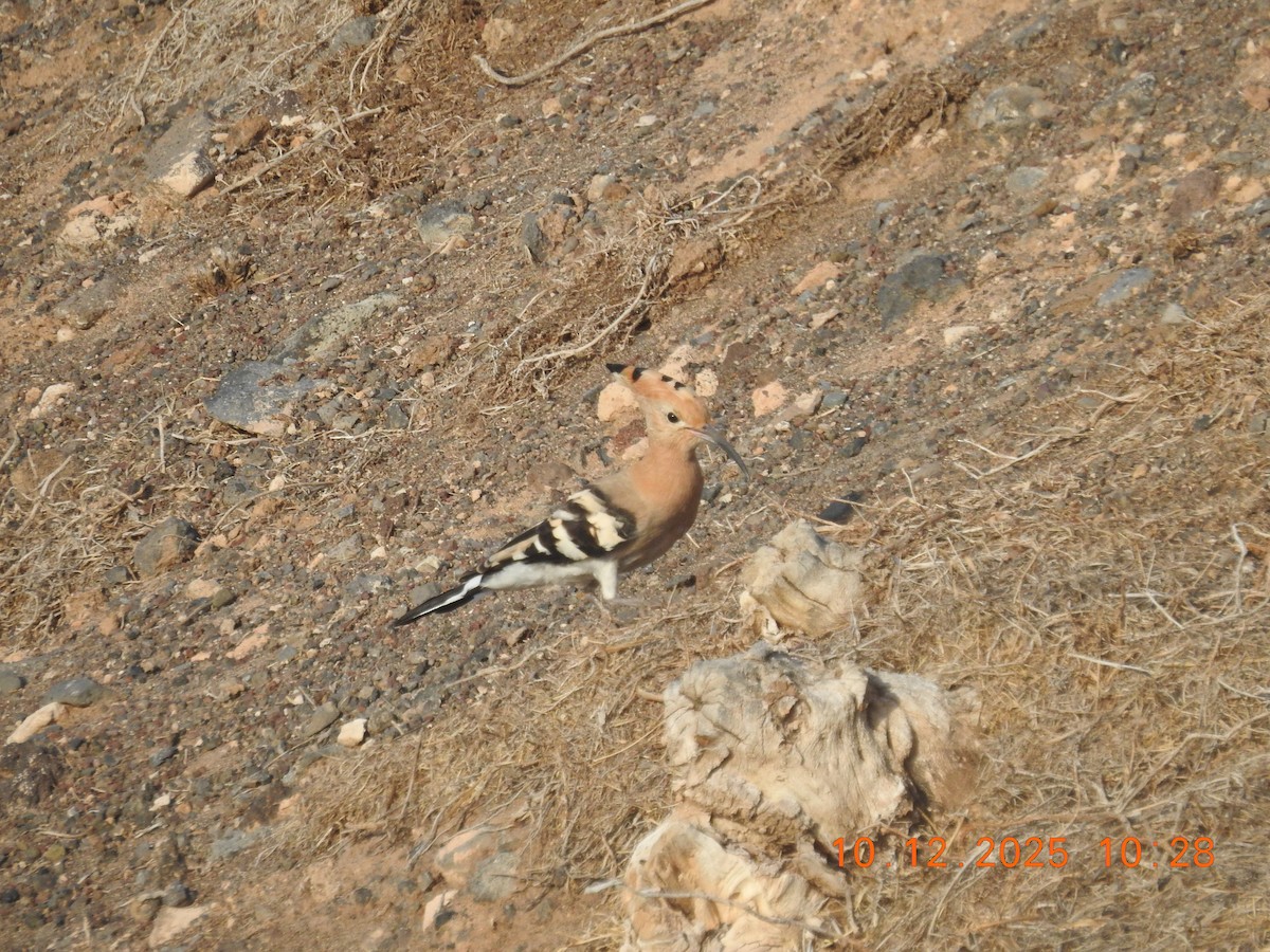 Common Hoopoe - ML647141691