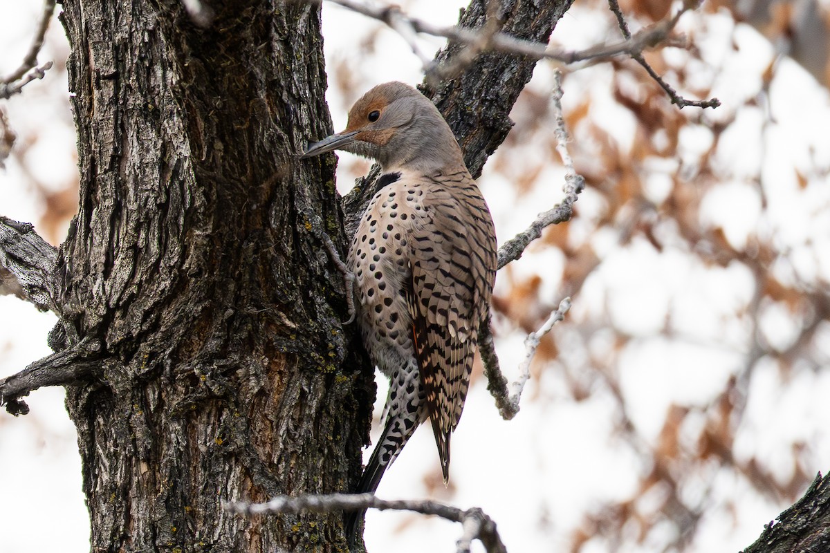 Pic flamboyant - ML647141712