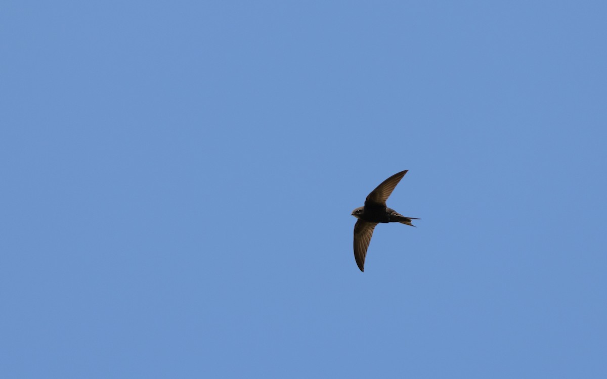 Common Swift - ML647141714