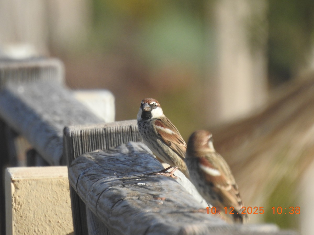 Spanish Sparrow - ML647141738