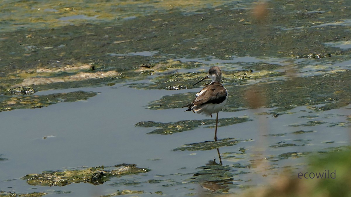 高蹺鴴 - ML647141739