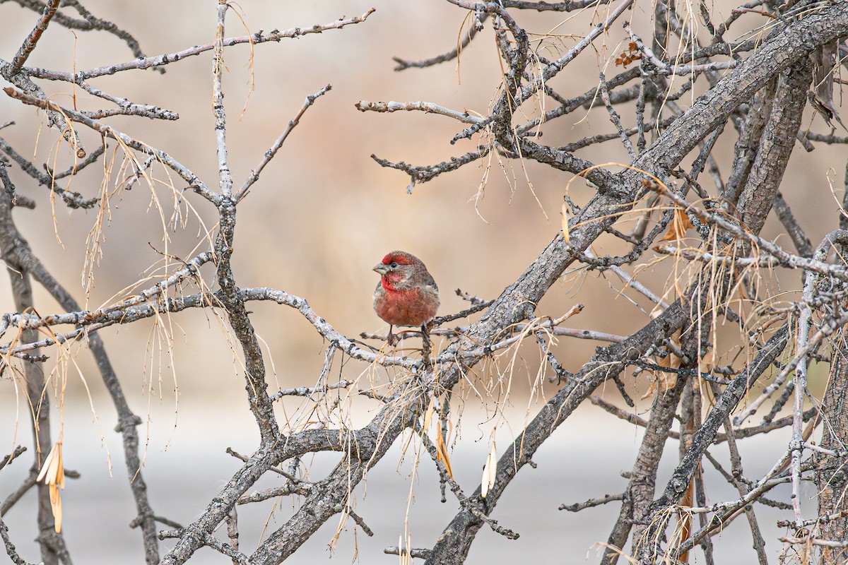 Roselin familier - ML647141742