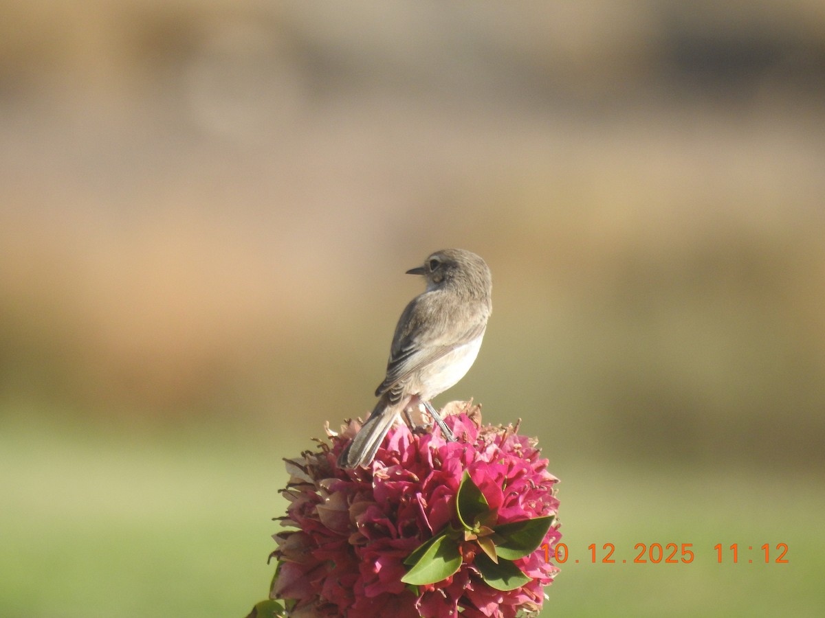 Fuerteventura Stonechat - ML647141766