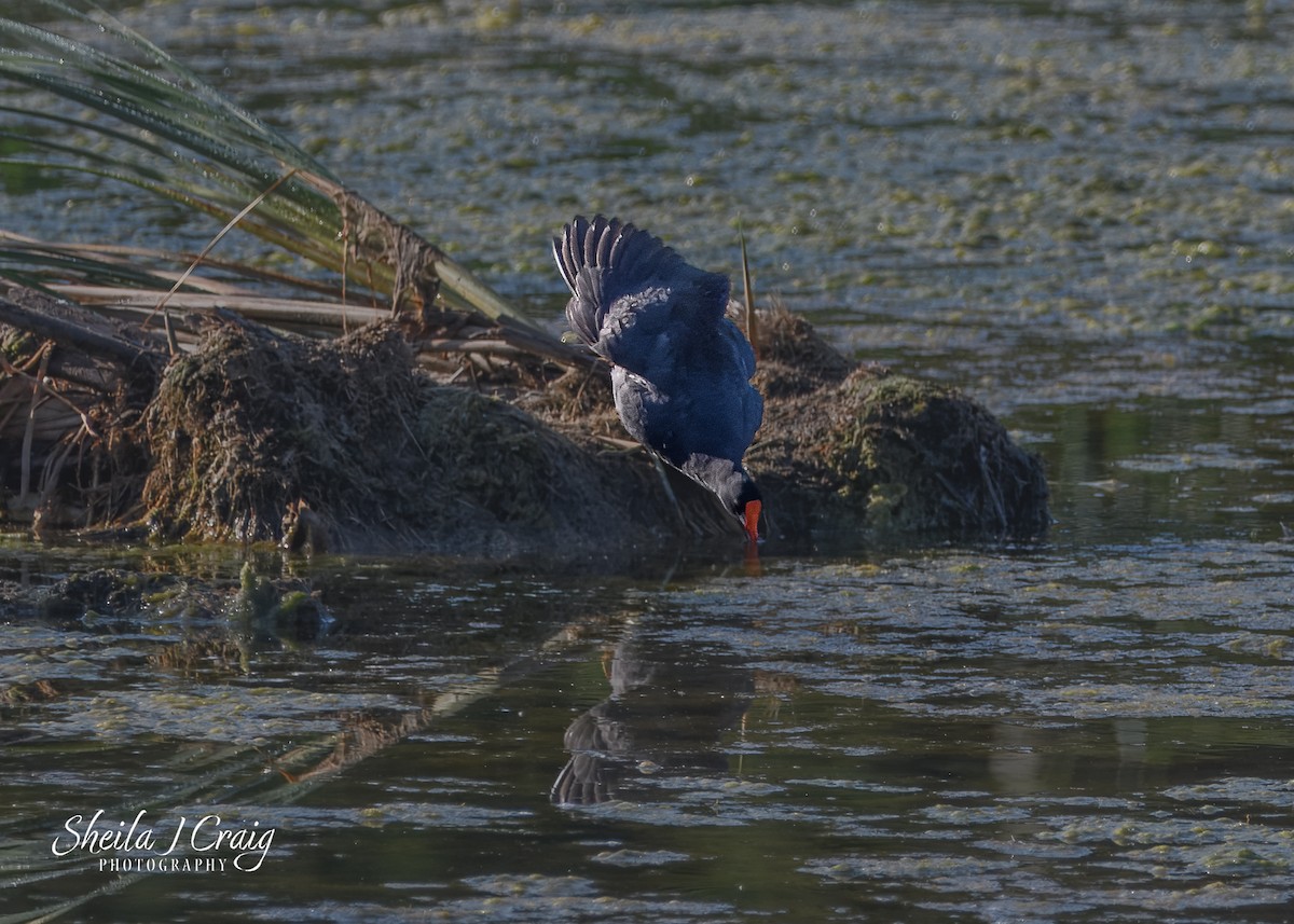 Uroilo amerikarra - ML647141773