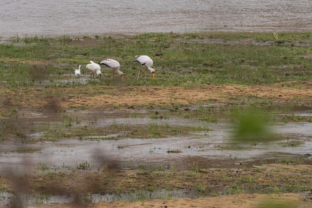 Yellow-billed Stork - ML647141781