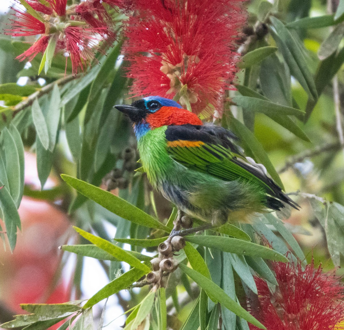 Red-necked Tanager - ML647141782