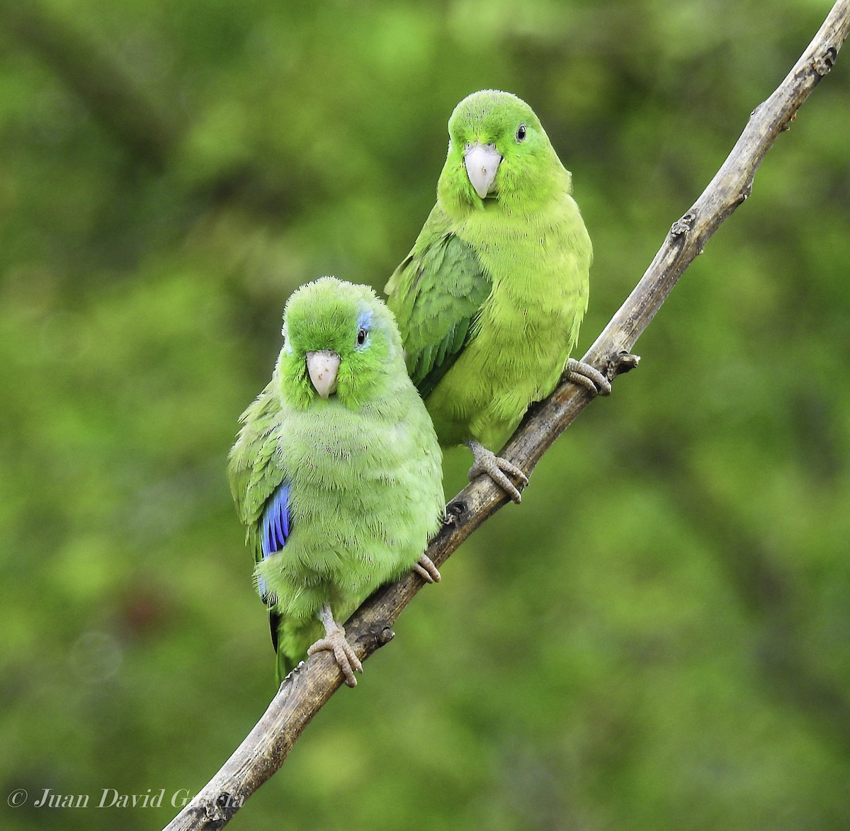 Spectacled Parrotlet - ML647141784