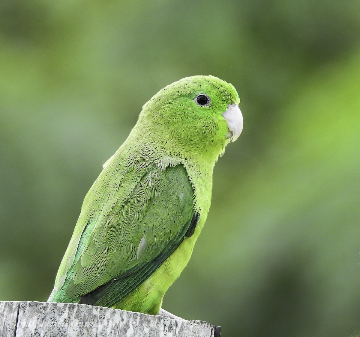 Spectacled Parrotlet - ML647141785