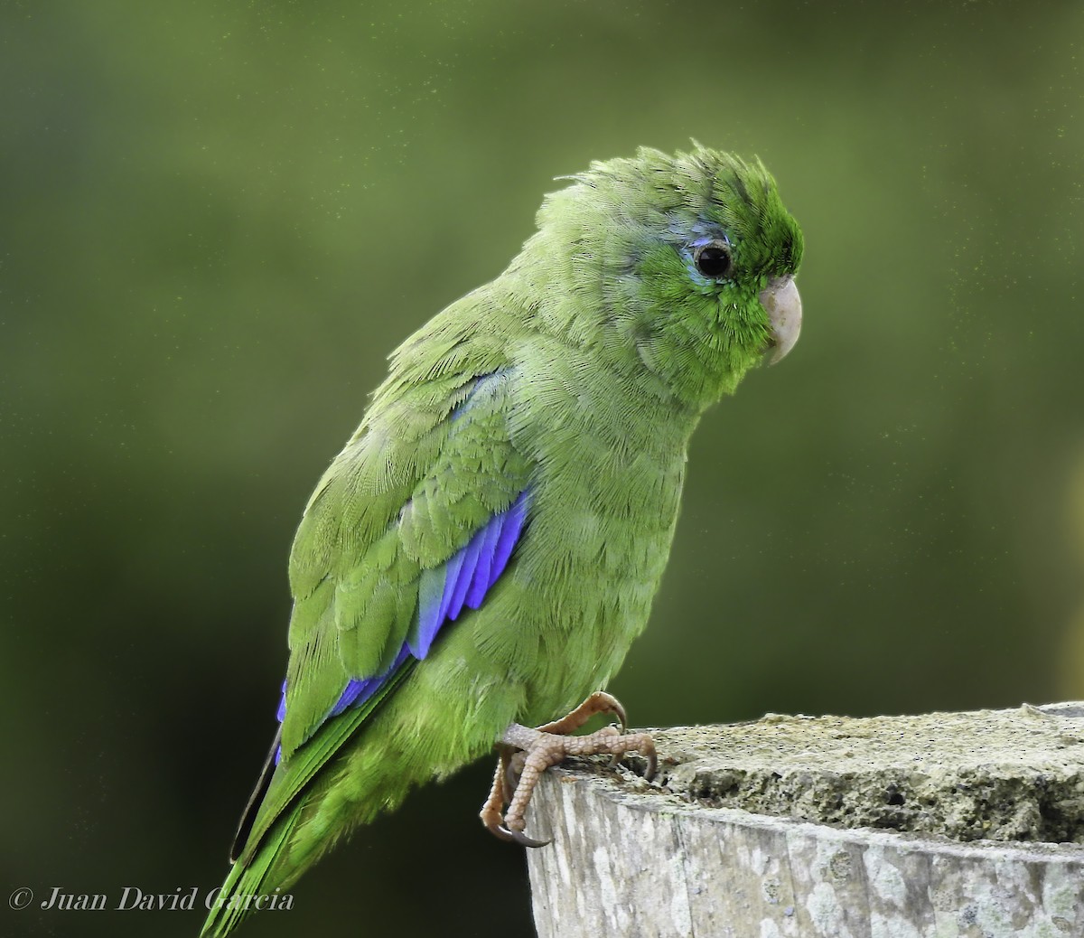 Spectacled Parrotlet - ML647141786