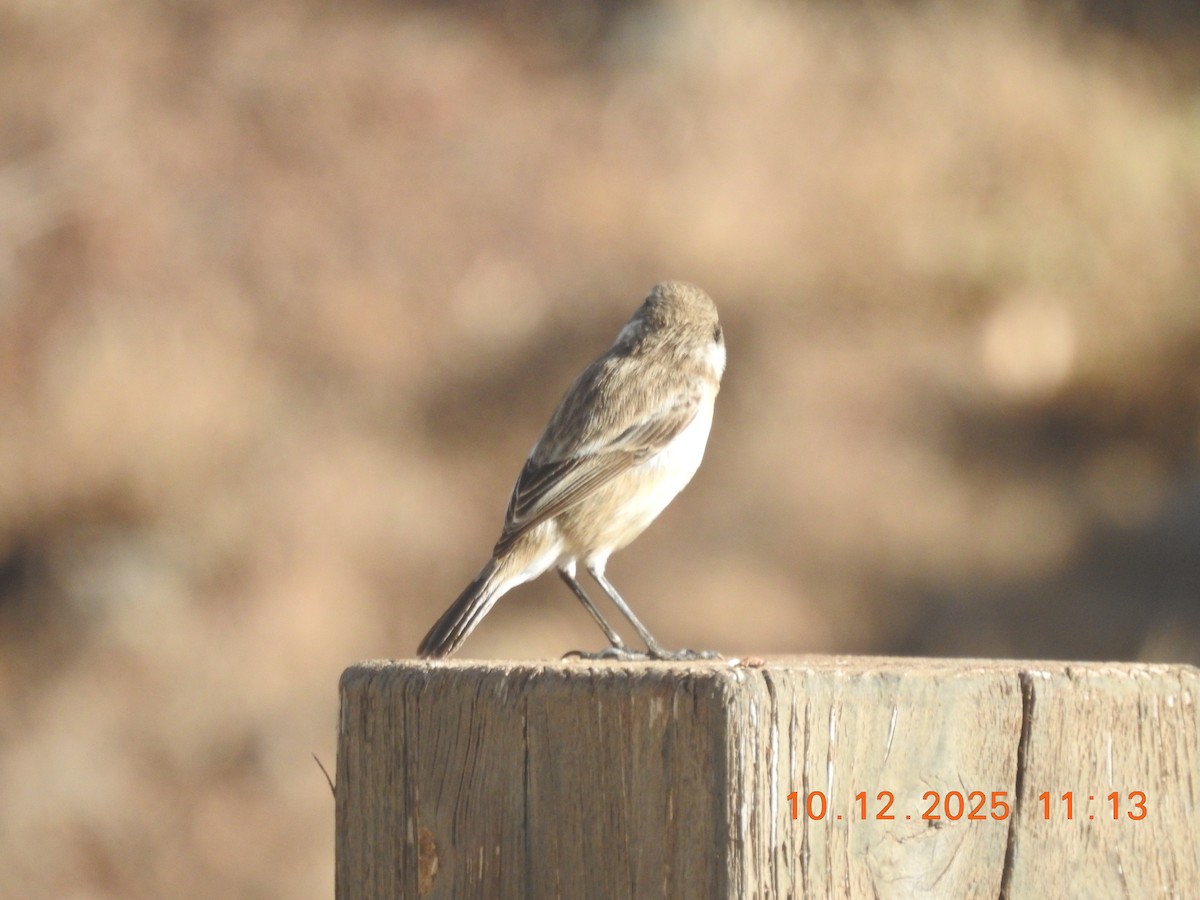 Fuerteventura Stonechat - ML647141787