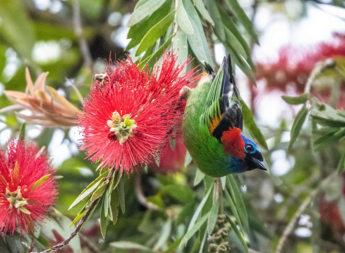 Red-necked Tanager - ML647141788