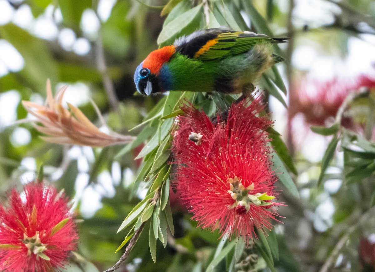Red-necked Tanager - ML647141792