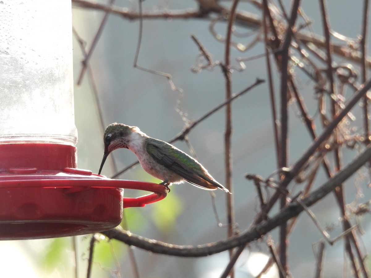 Ruby-throated Hummingbird - ML647141800