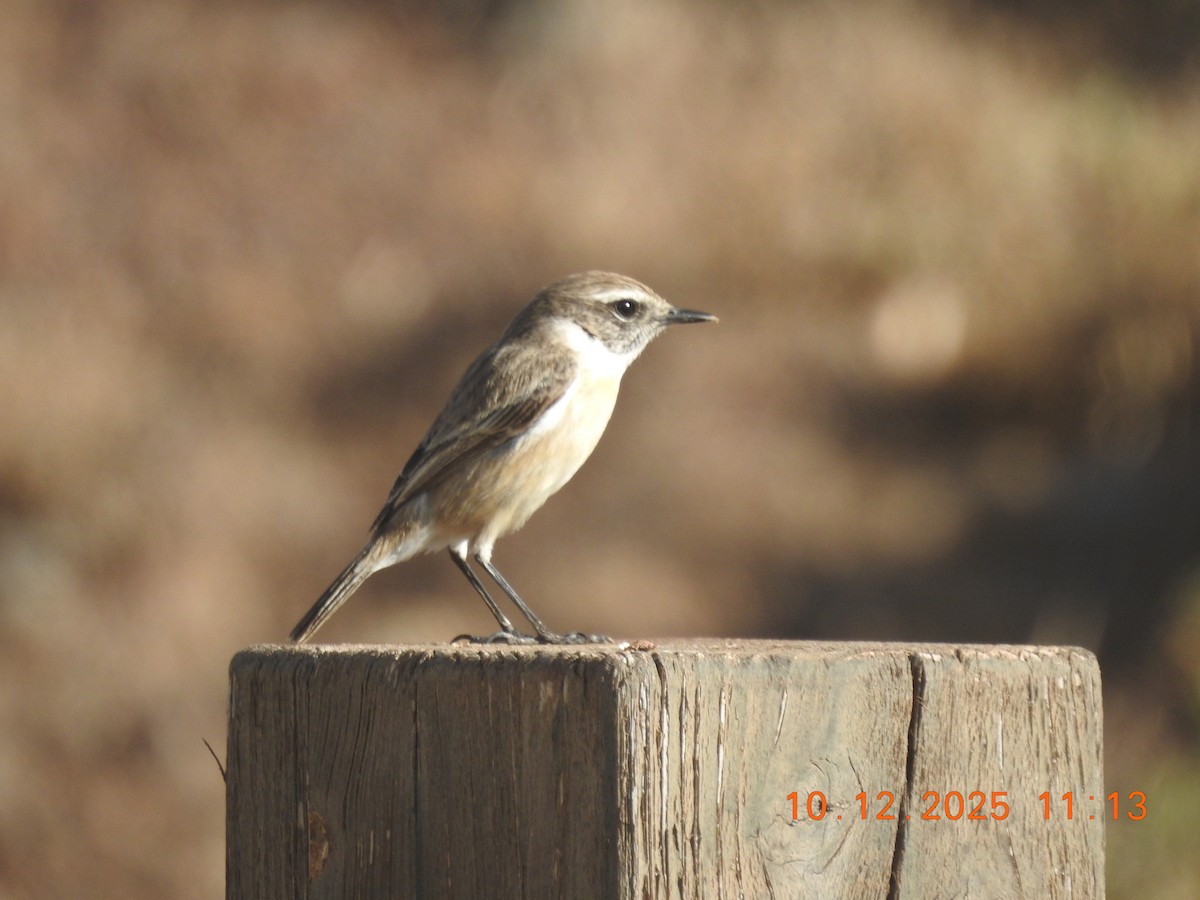 Fuerteventura Stonechat - ML647141815
