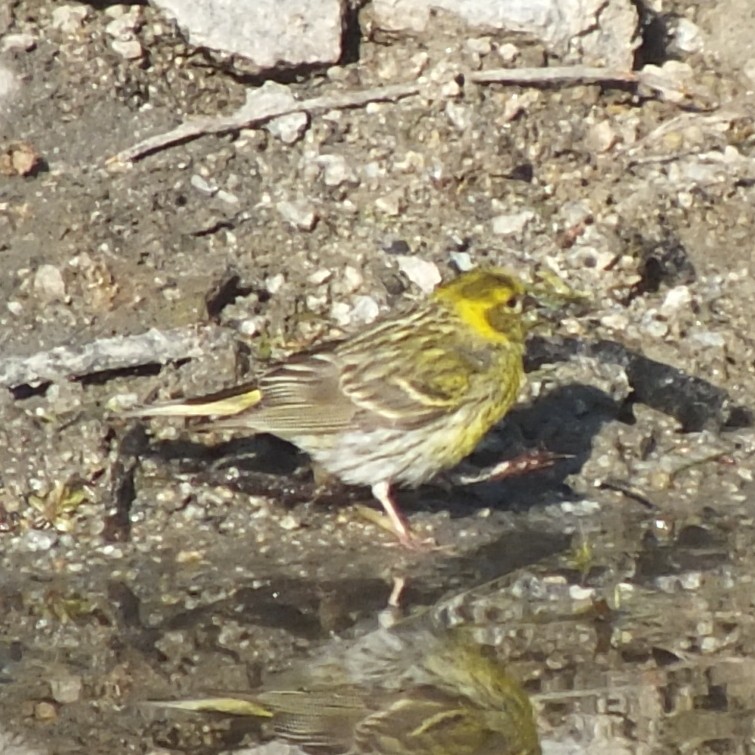 Girlitz - ML647141841