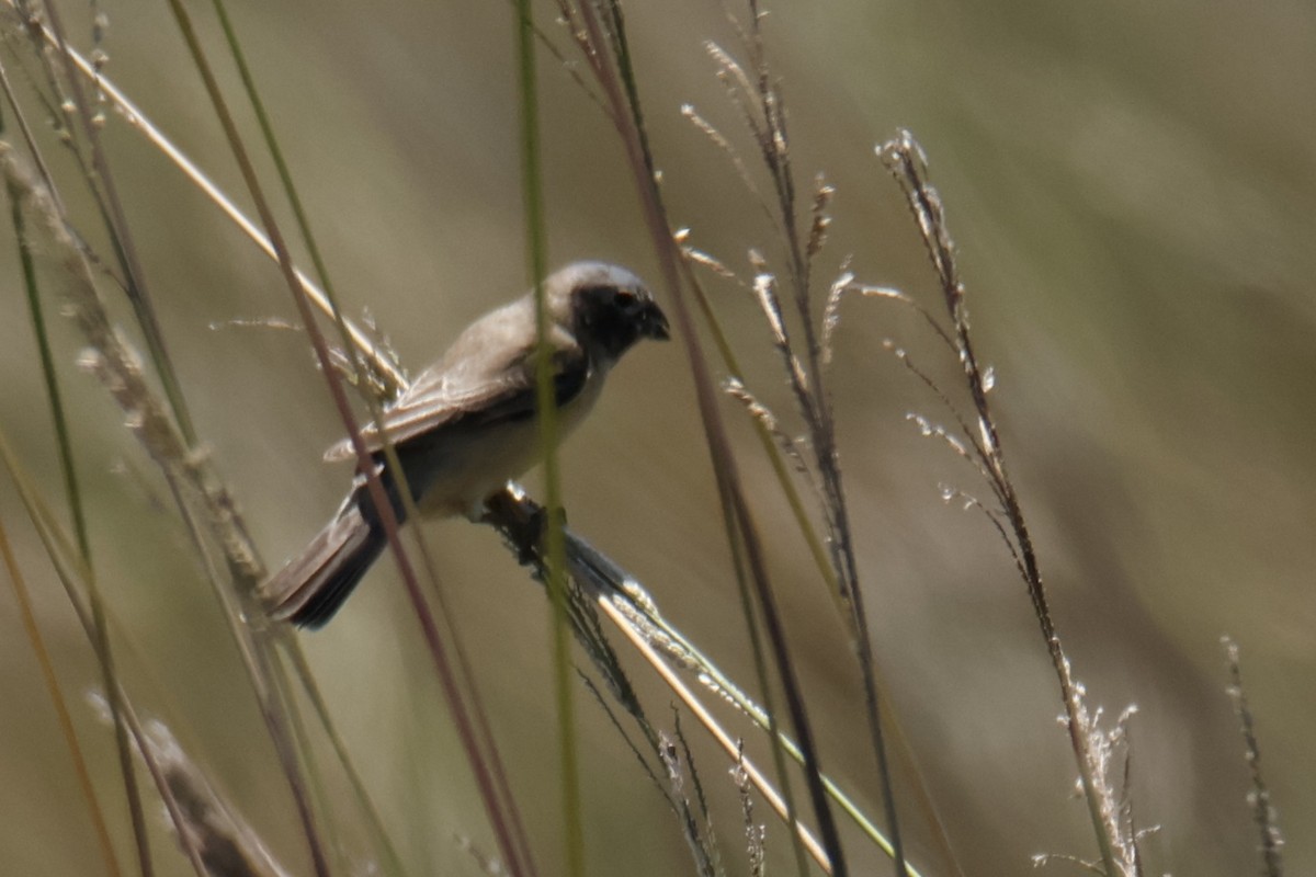 Ibera Seedeater - ML647141849