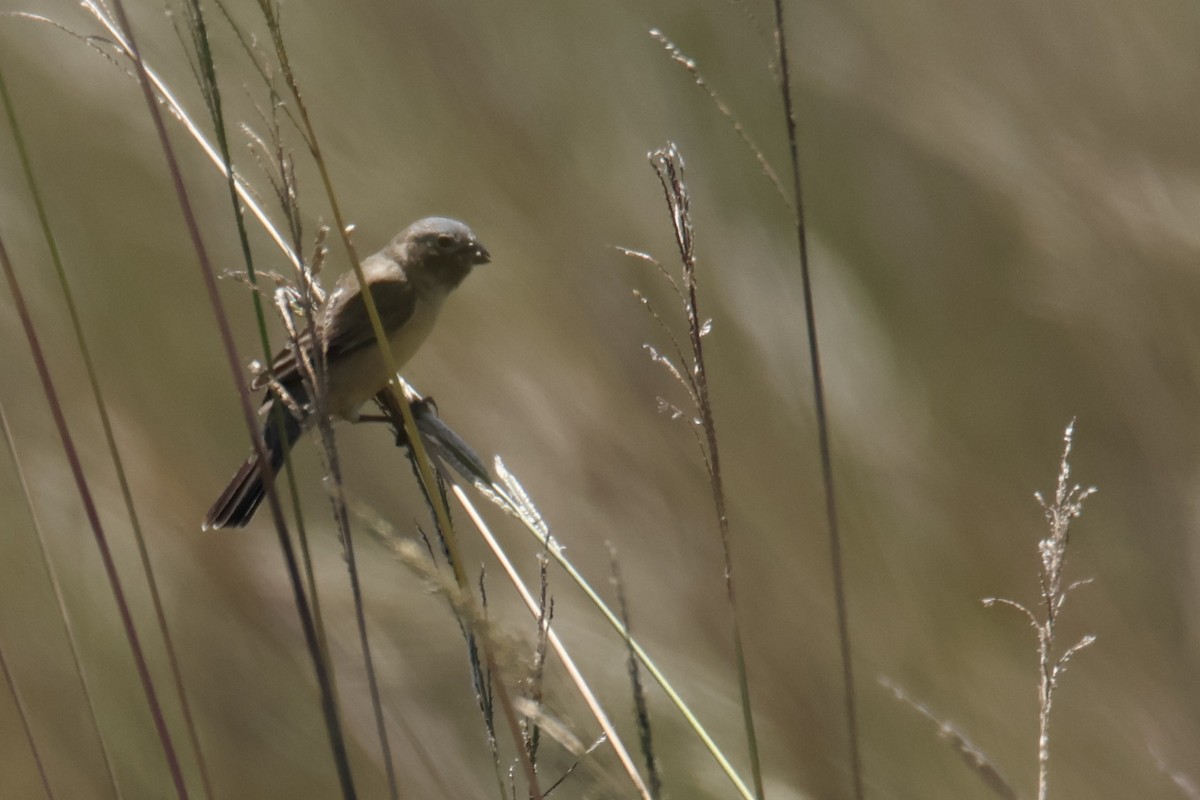 Ibera Seedeater - ML647141850