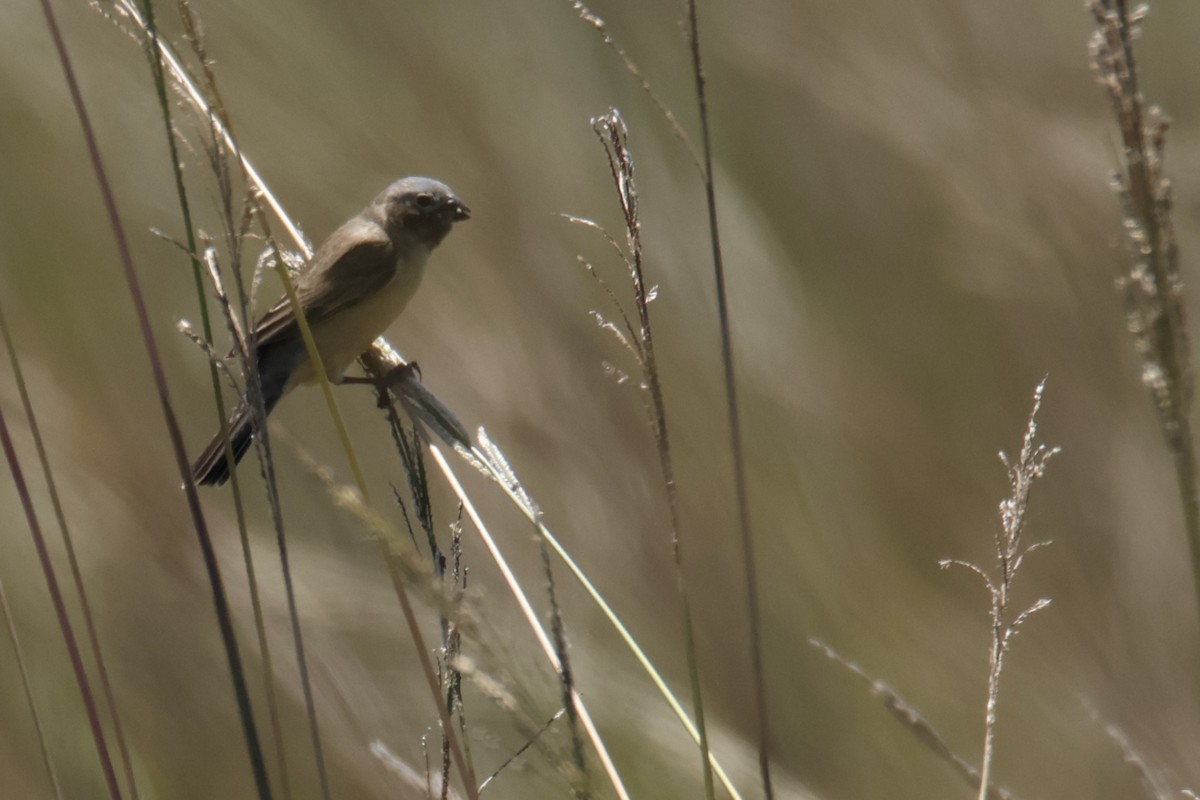 Ibera Seedeater - ML647141851