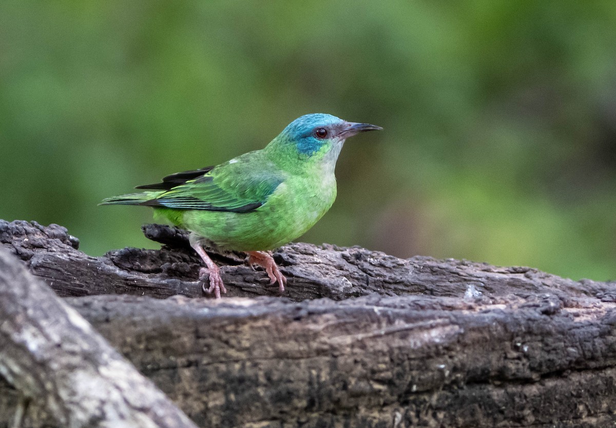 Blue Dacnis - ML647141858