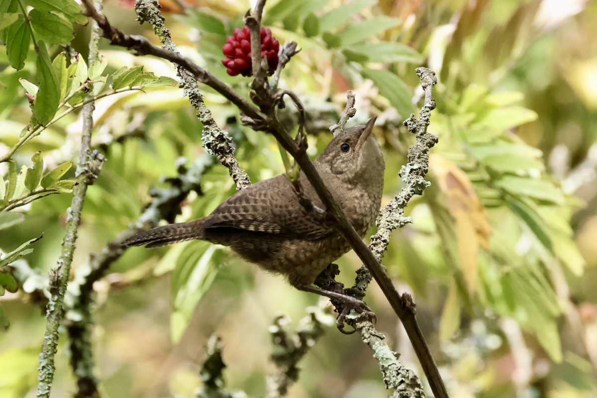 Southern House Wren - ML647141861