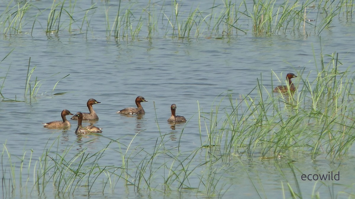 Little Grebe - ML647141866