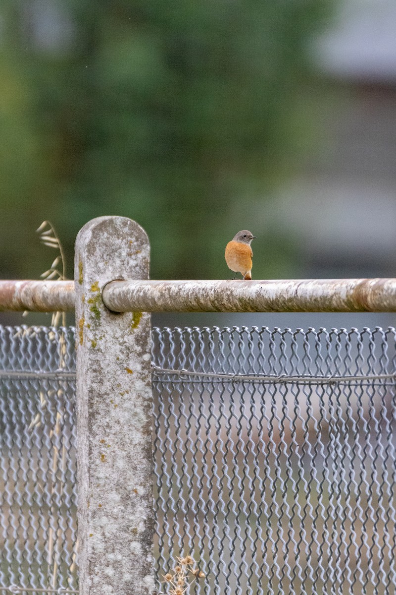 Common Redstart - ML647141869