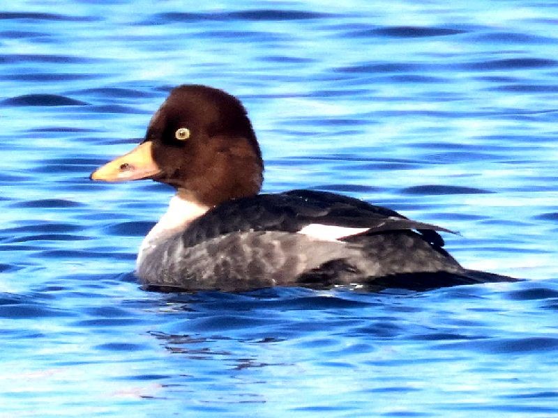 Common Goldeneye - ML647141877