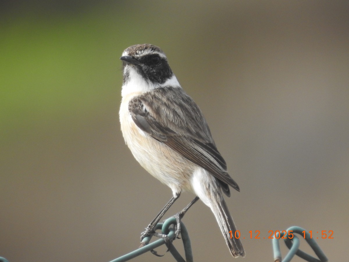 Fuerteventura Stonechat - ML647141889