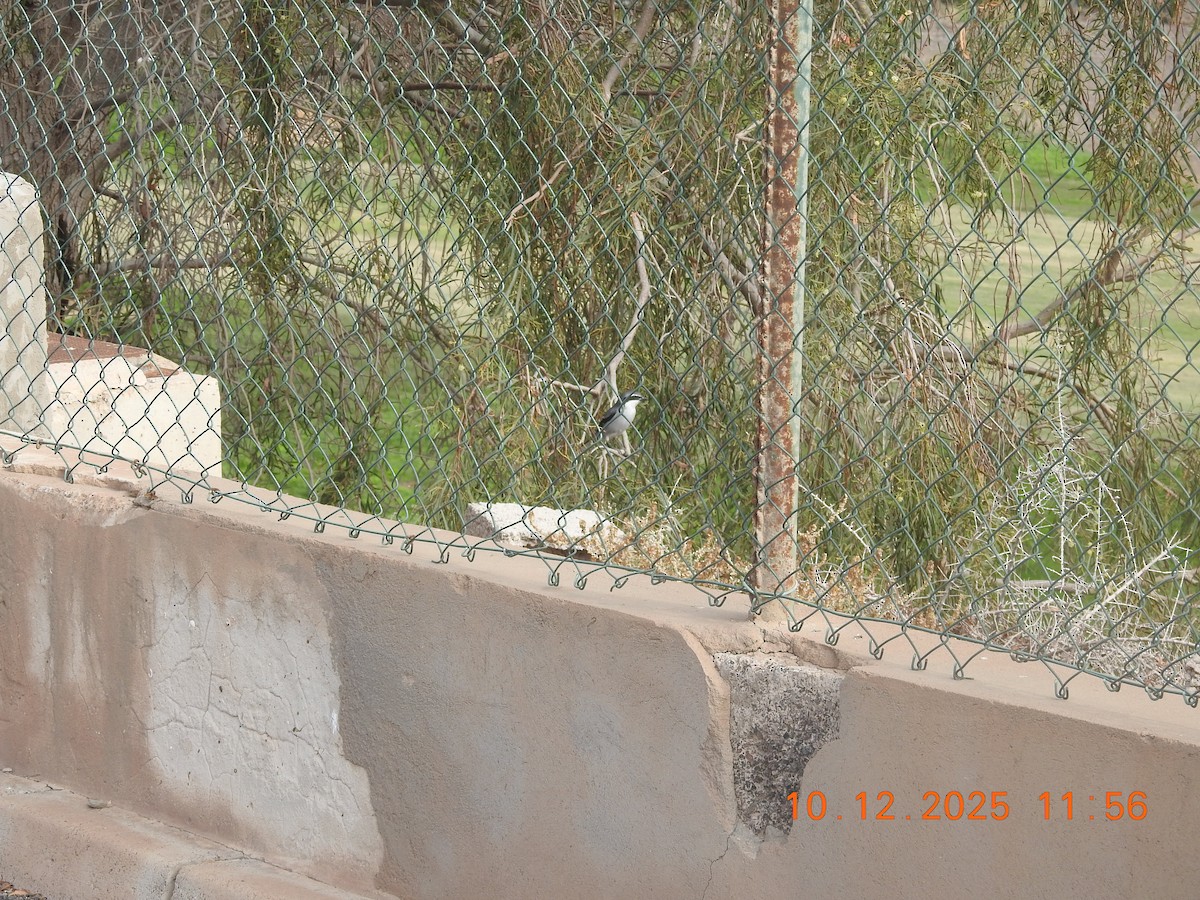 Great Gray Shrike - ML647141911