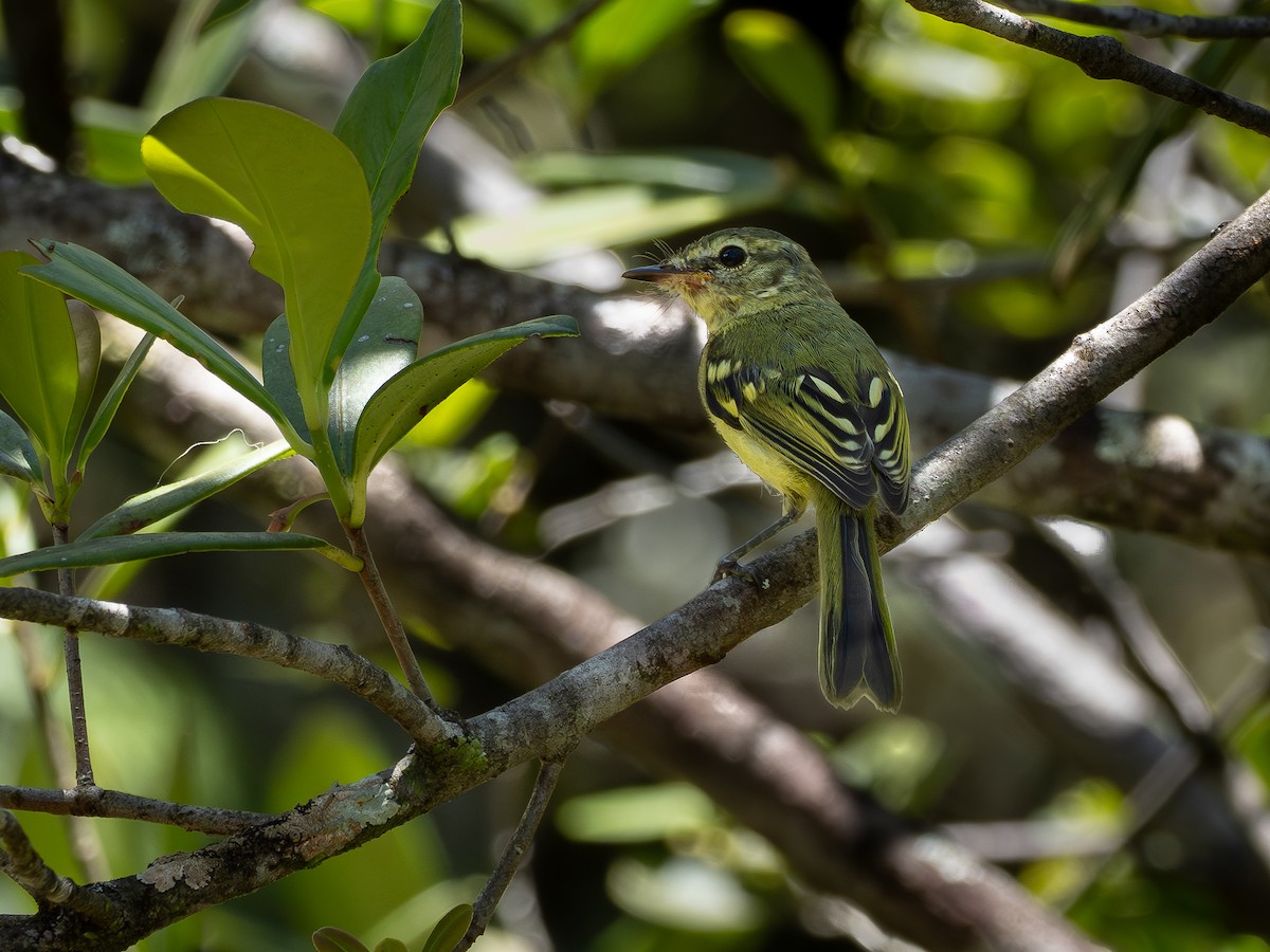 Restinga Yaprak Tiranı - ML647141926