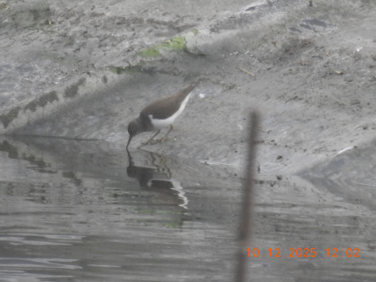 ביצנית לבנת-בטן - ML647141937