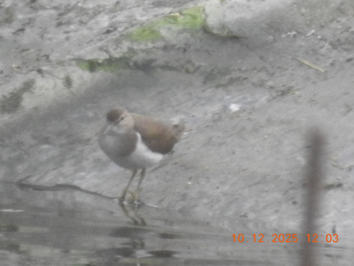 ביצנית לבנת-בטן - ML647141953