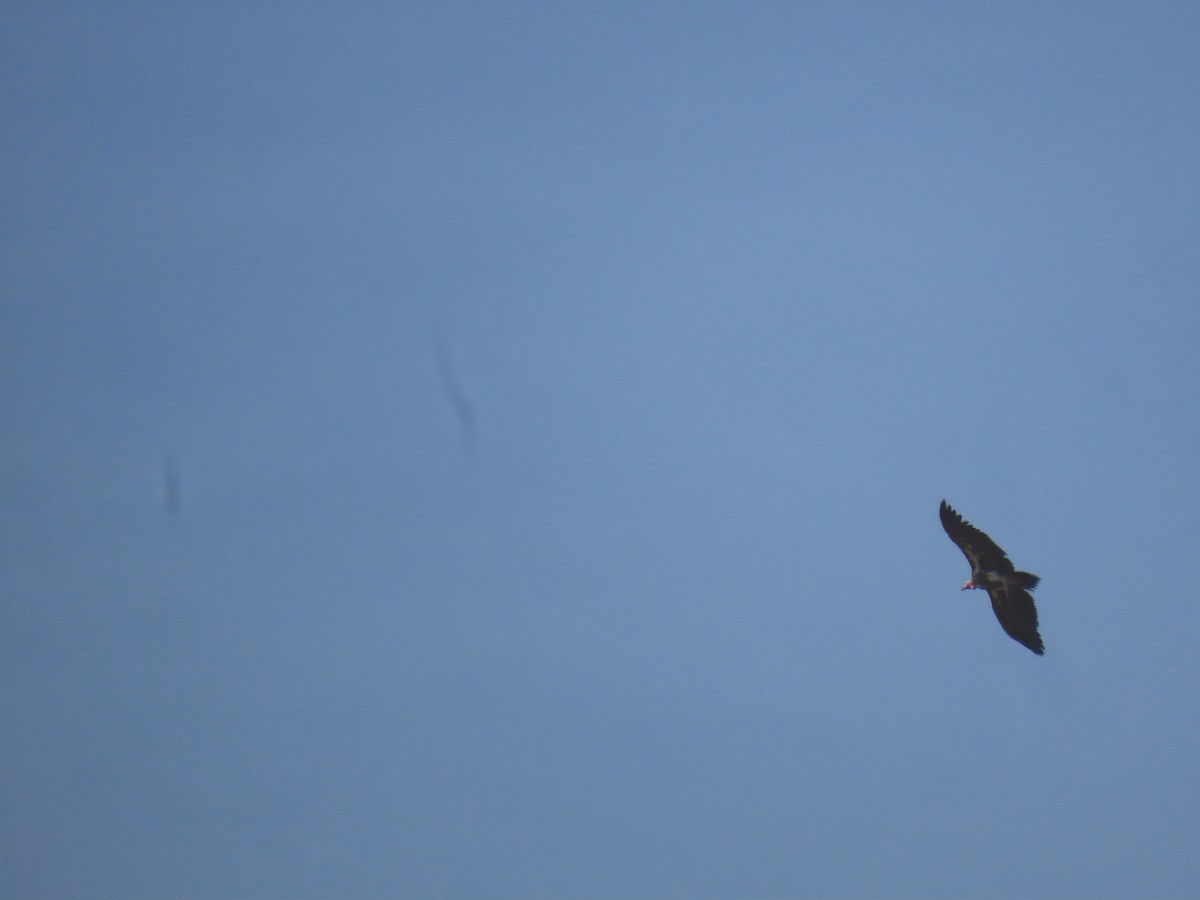 Lappet-faced Vulture - ML647141955