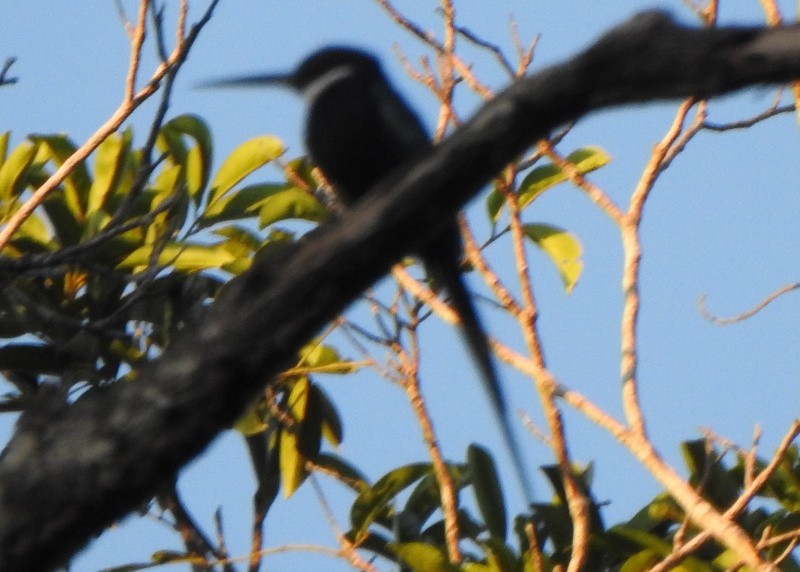 Paradise Jacamar - ML647141970