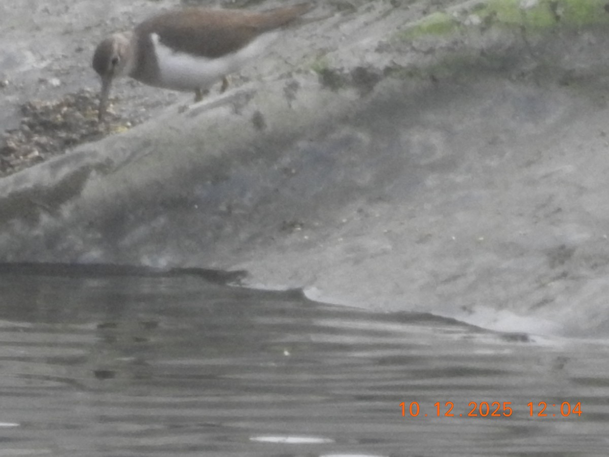 ביצנית לבנת-בטן - ML647141978