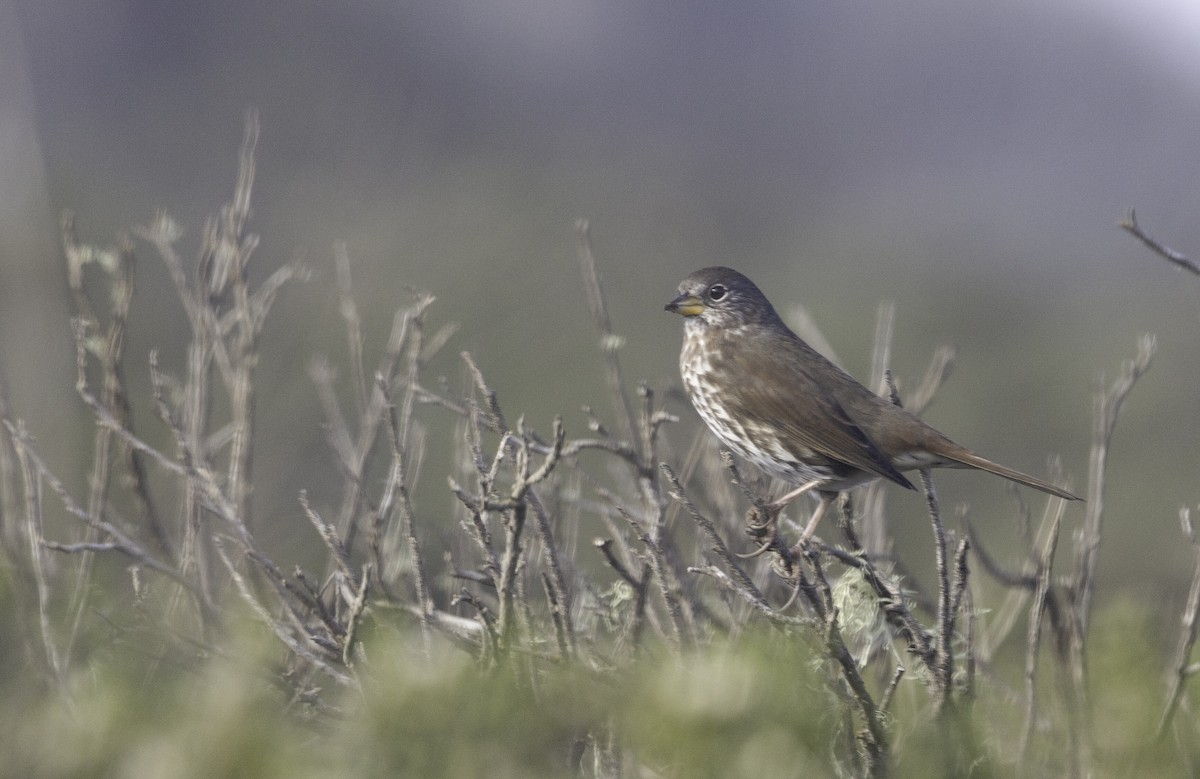 strnadec kaštanový [skupina unalaschcensis] - ML647141979