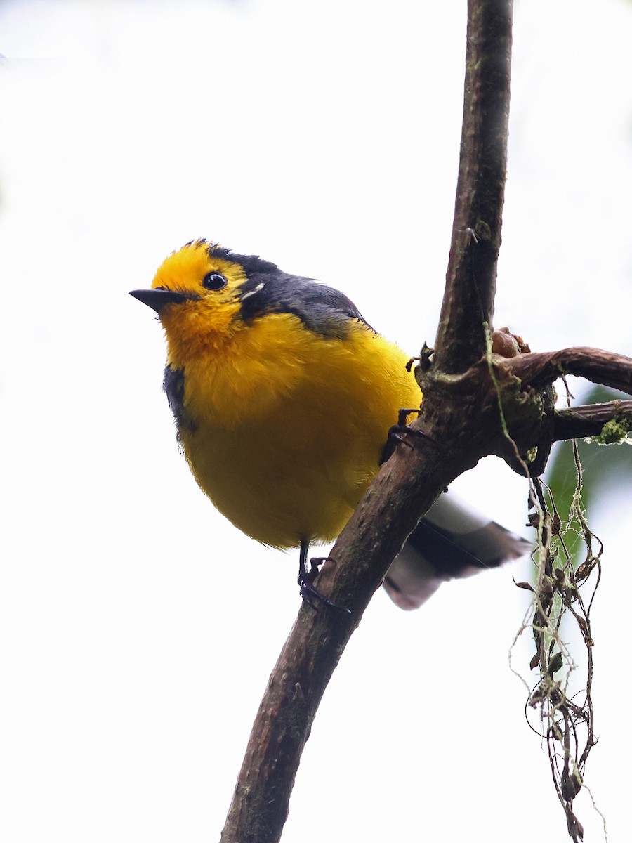 Süslü Ötleğen - ML647141990