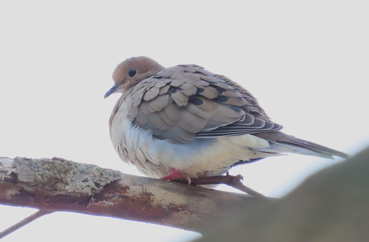 Mourning Dove - ML647141992