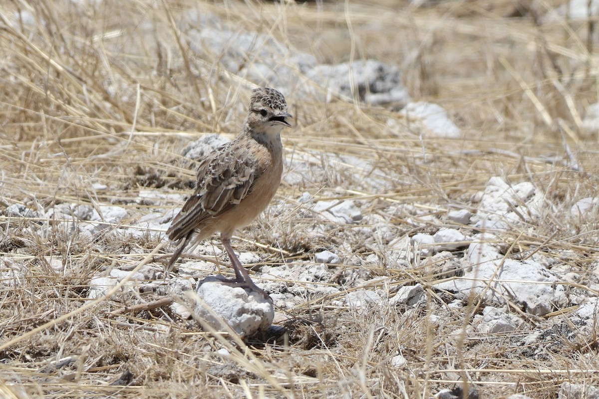 Spike-heeled Lark - ML647141993