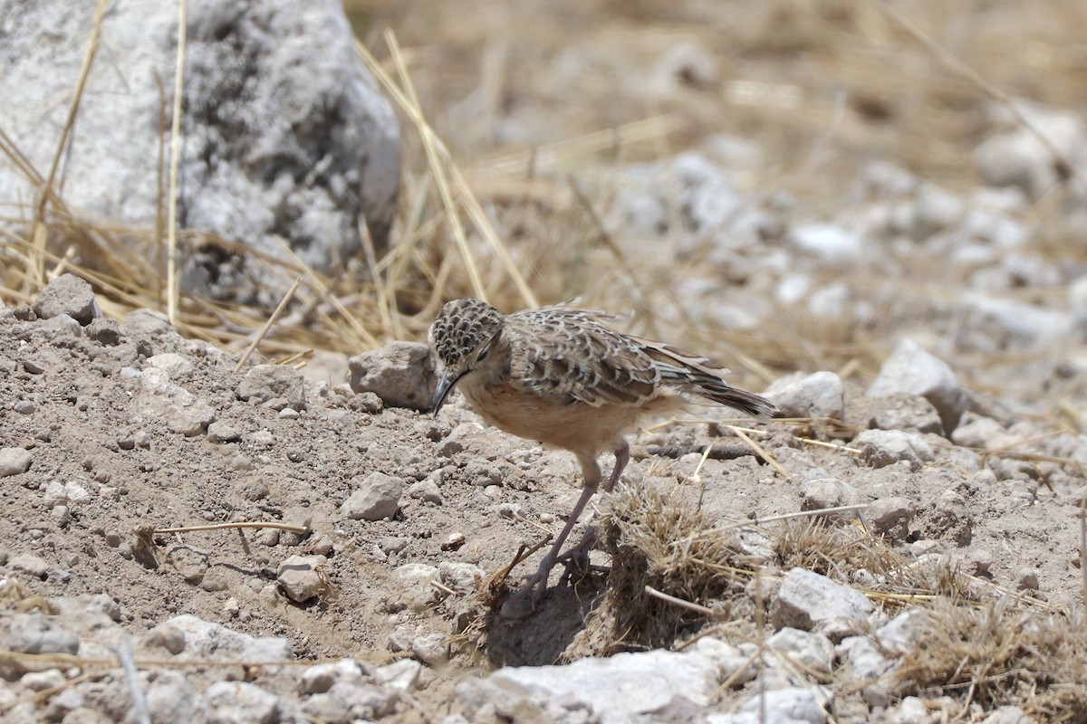 Spike-heeled Lark - ML647141994