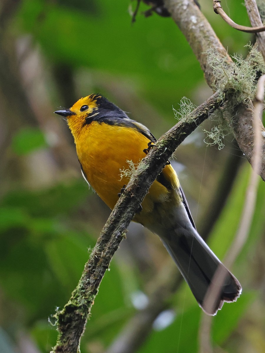 Süslü Ötleğen - ML647141999