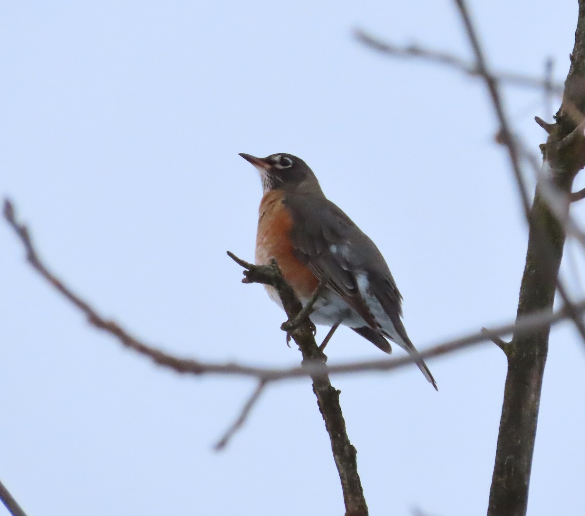 American Robin - ML647142005