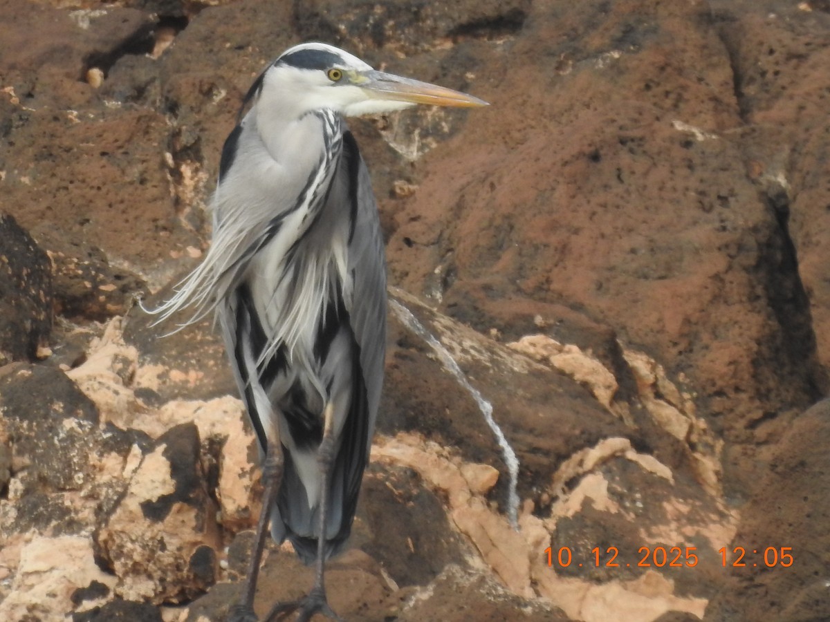 Gray Heron - ML647142008
