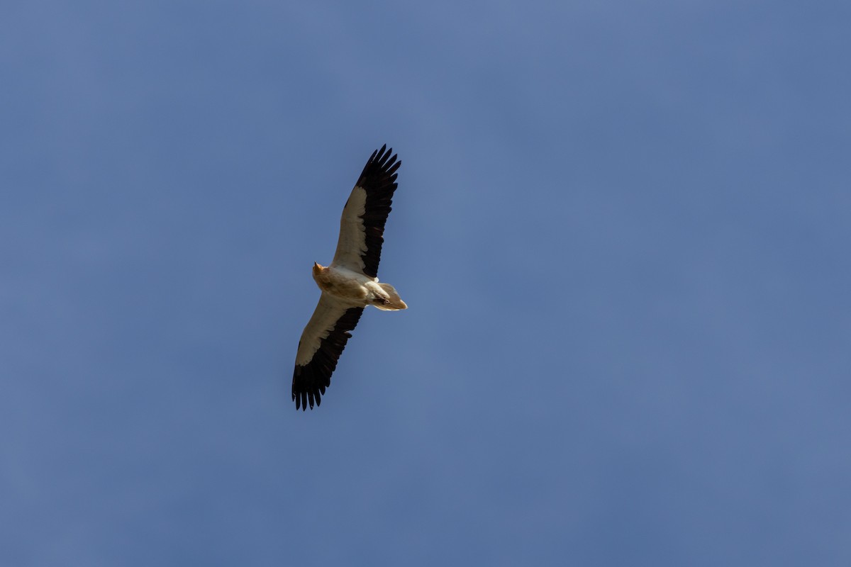 Egyptian Vulture - ML647142019