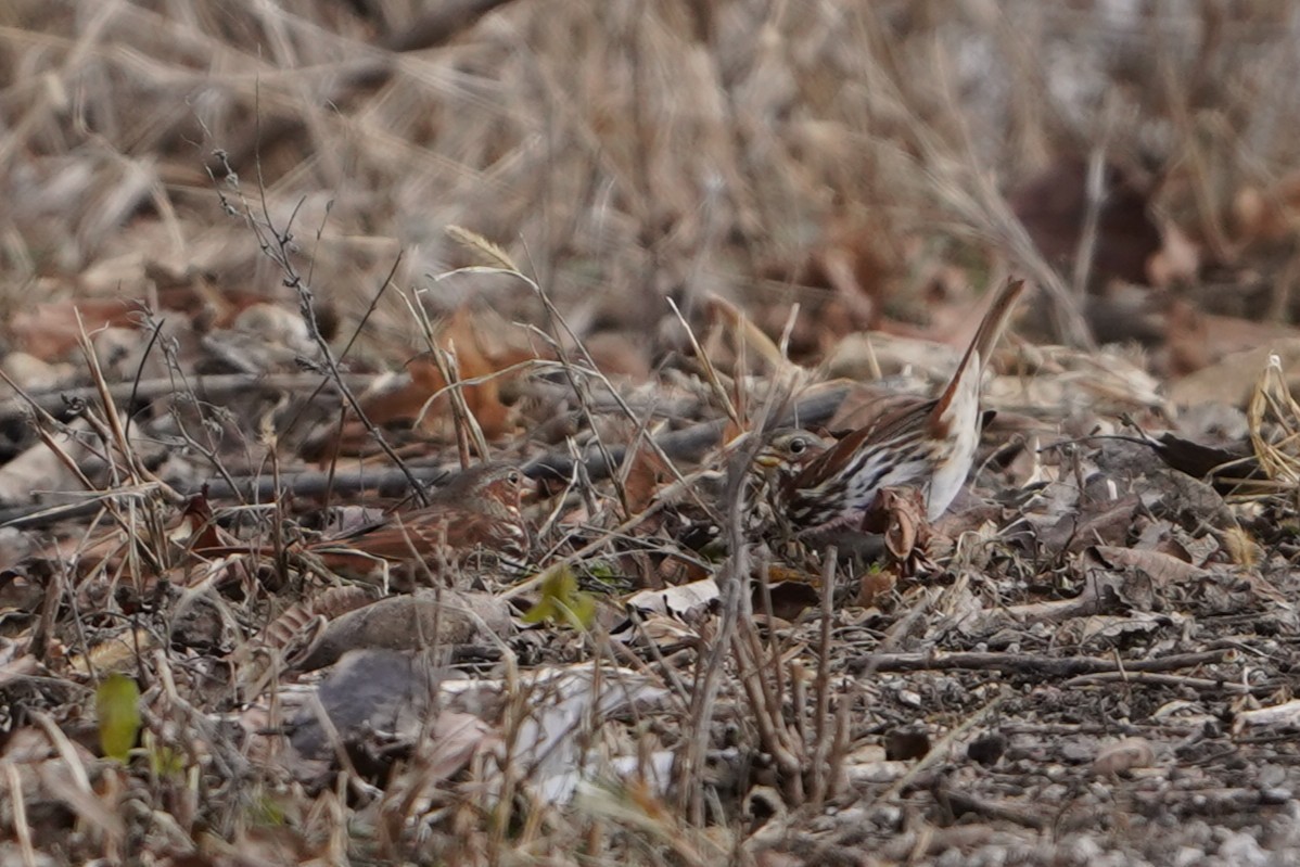 strnadec kaštanový - ML647142024