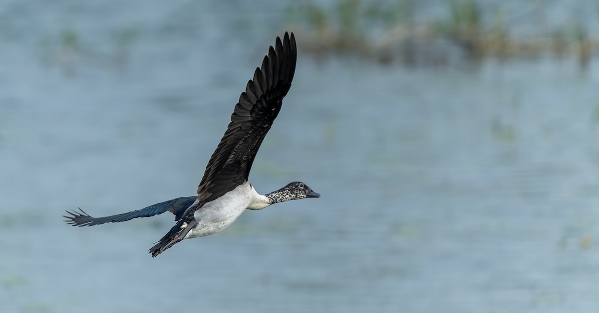 Knob-billed Duck - ML647142025