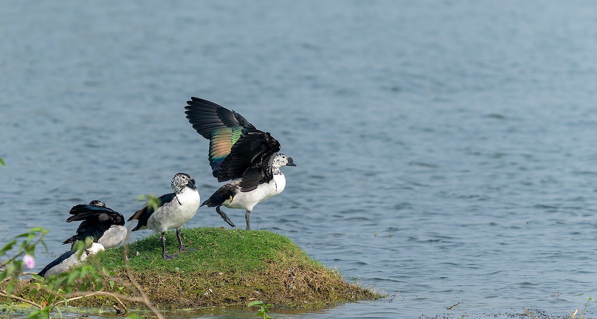 Knob-billed Duck - ML647142026